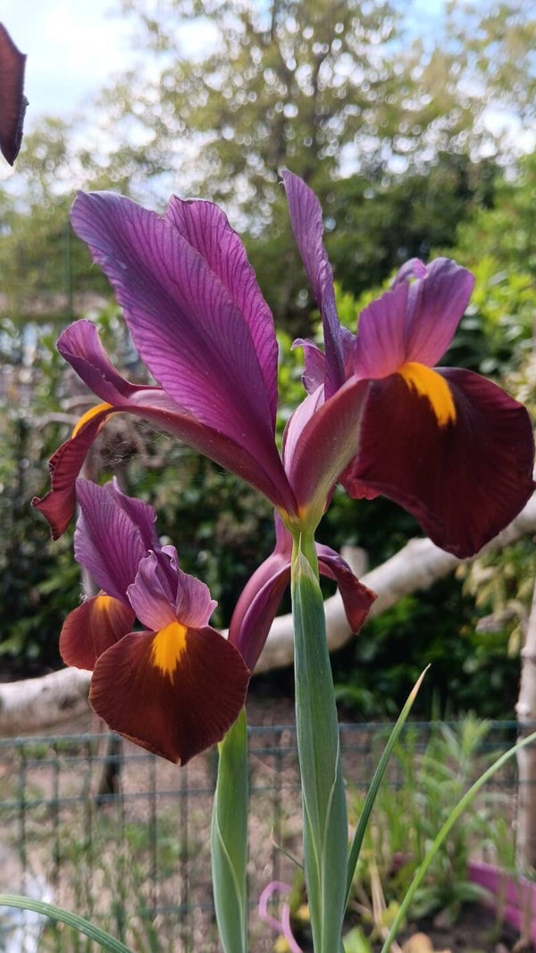 Biologische Iris Red Ember Zaden VERWACHT 2026