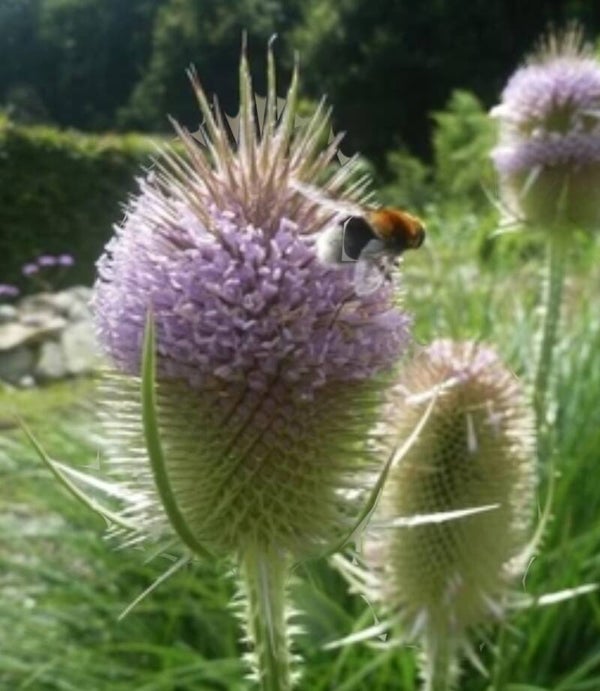 Biologische Grote Kaardebol Zaden