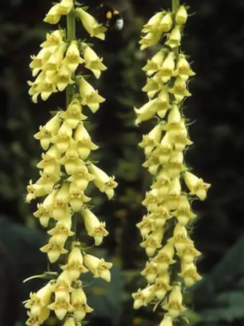 Biologische Geel Vingerhoedskruid Zaden
