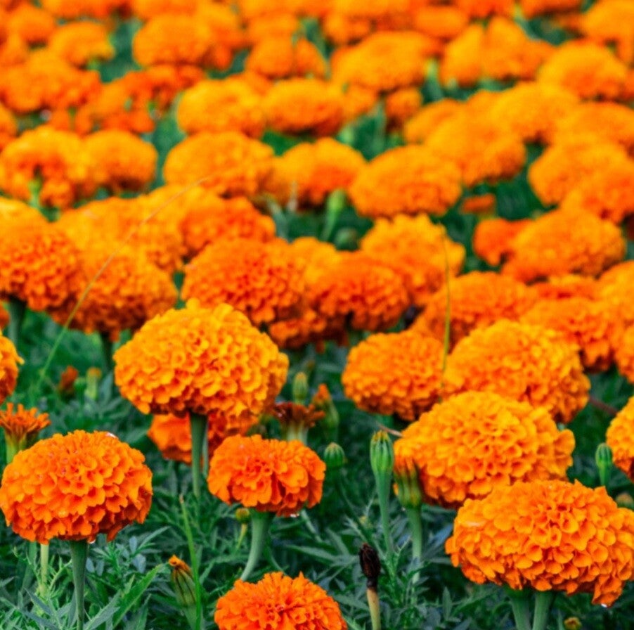 Biologische Afrikaantjes Oranje Hoog Zaden