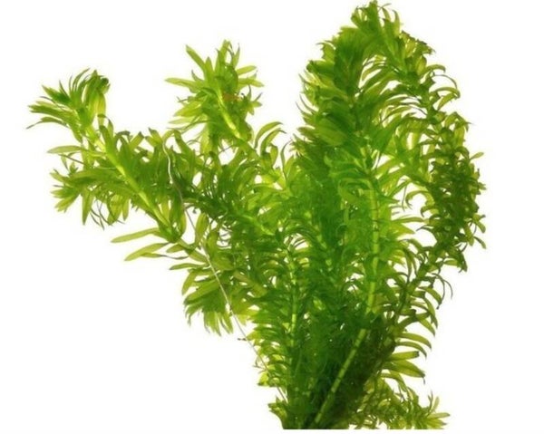 Biologische Gekweekte Waterpest 500 gram