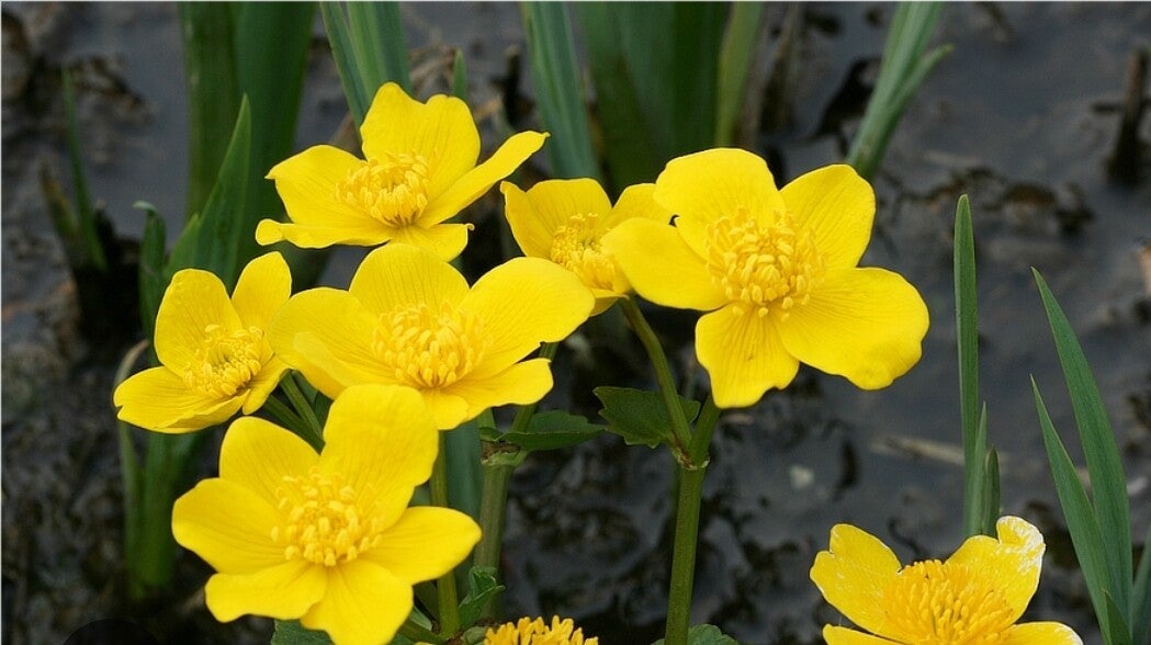 Biologische Dotterbloem Zaden VERWACHT 2026