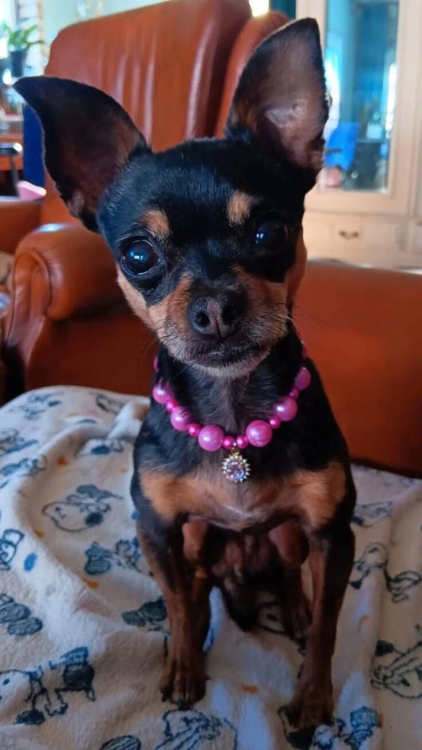 Kettingen voor Peanut