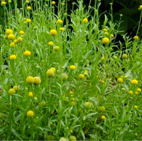 Biologische Pineapple Zaden VERWACHT 2026