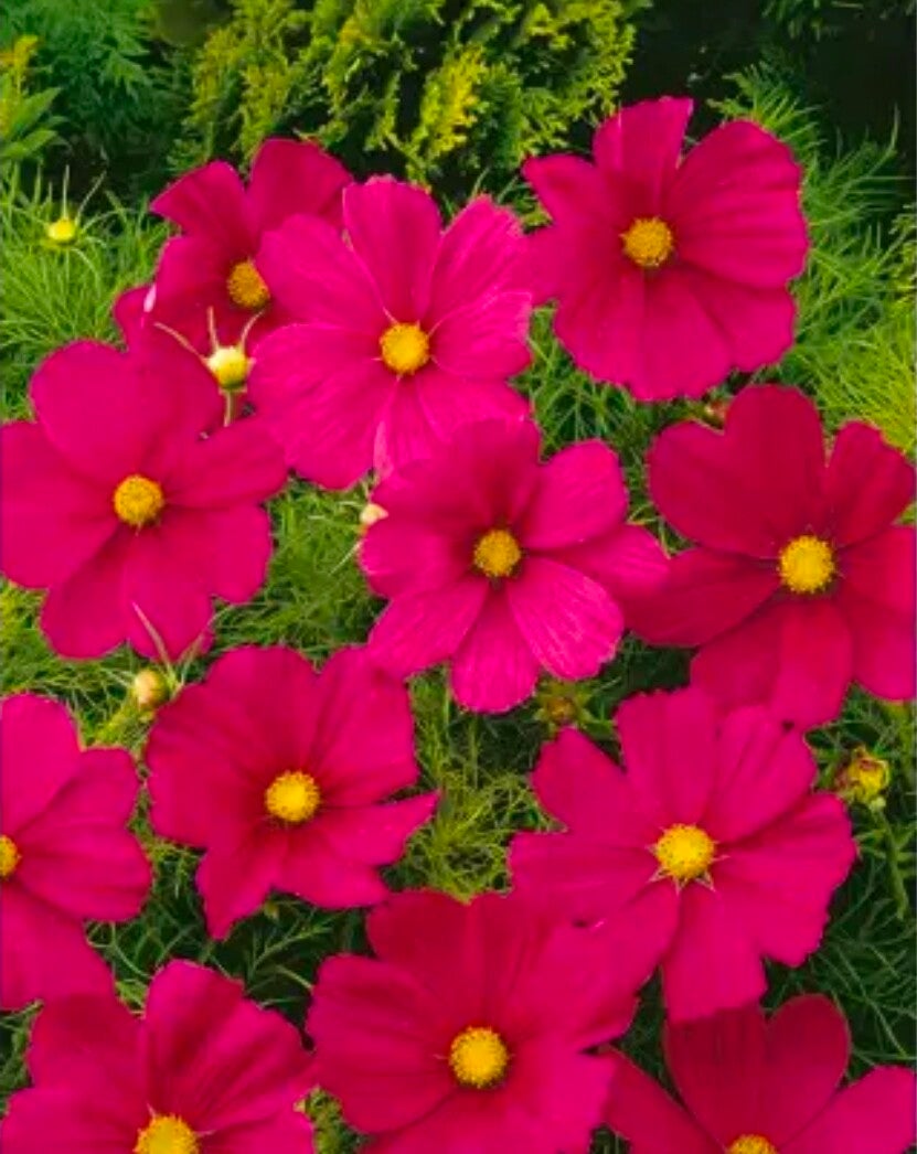 Biologische Cosmos Sensation Dazzler Zaden VERWACHT 2026