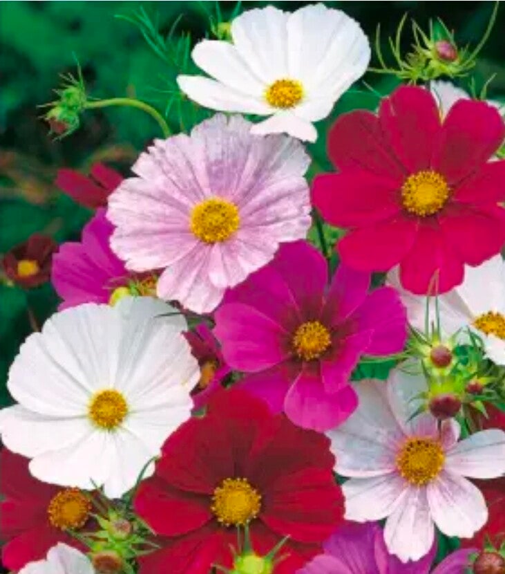 Biologische Cosmos Tetra Versaille Mix Zaden VERWACHT 2026
