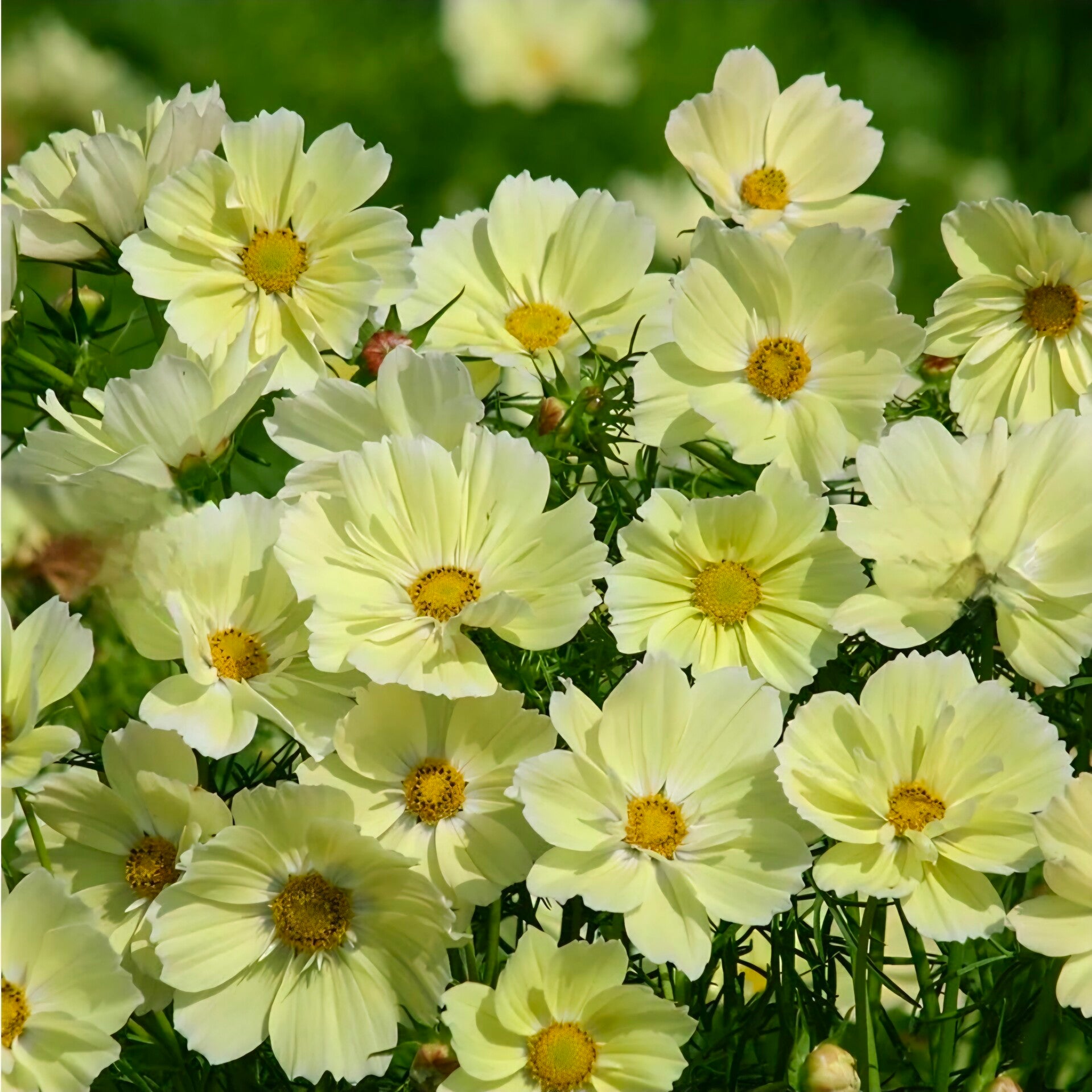 Biologische Cosmos Sunset Yellow Zaden VERWACHT
