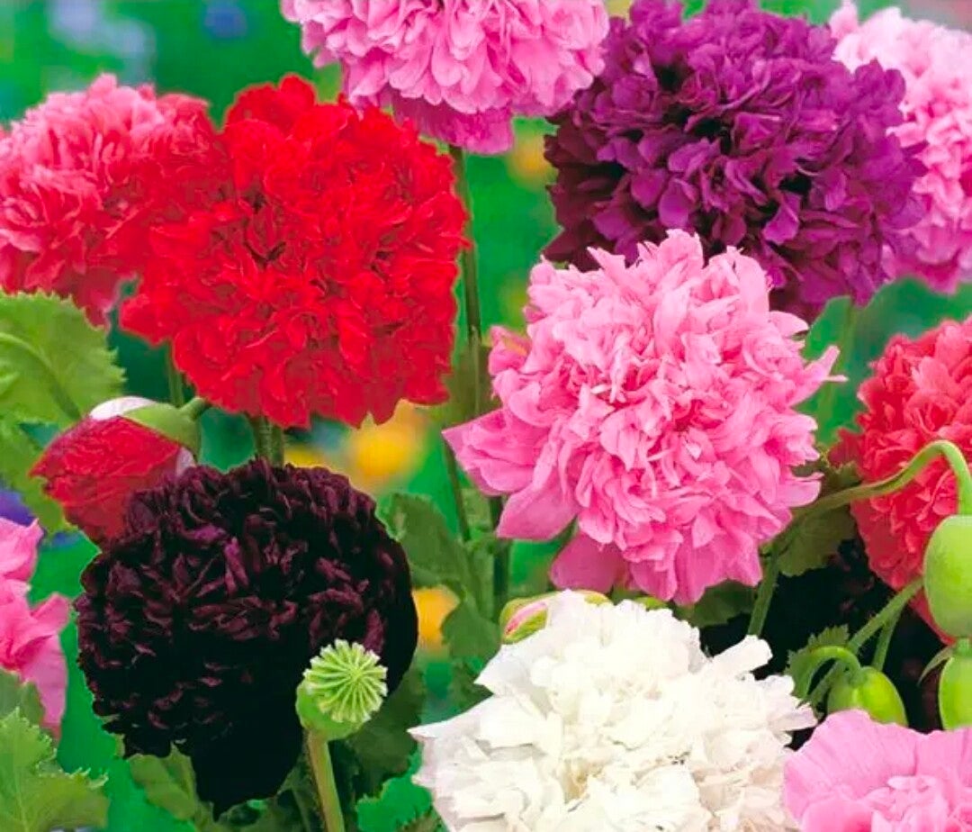 Biologische Papaver Slaapbol Mix Zaden VERWACHT 20226