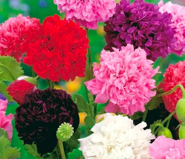 Biologische Papaver Slaapbol Mix Zaden VERWACHT 20226