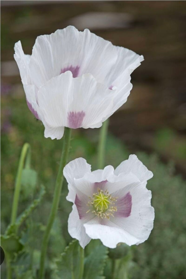 Biologische Papaver Breadseed Zaden VERWACHT 2026