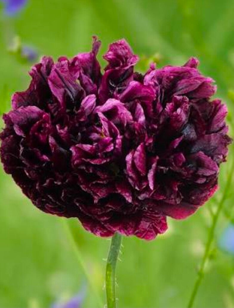 Biologische Papaver Black Paeony Zaden VERWACHT 2026