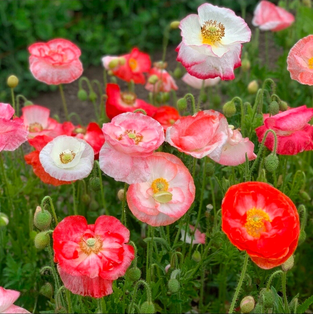 Biologische Papaver Falling in Love Zaden VERWACHT 2026