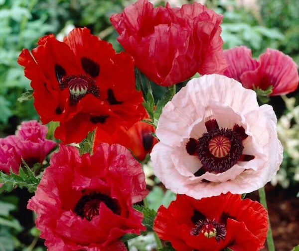 Biologische Papaver Mix Zaden VERWACHT 2026