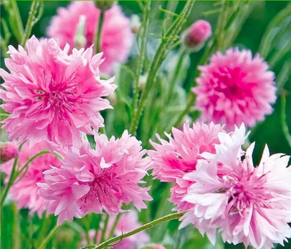 Biologische Korenbloem Pink Zaden VERWACHT 2026