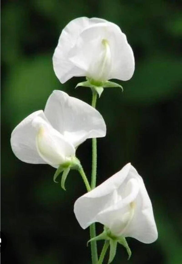 Biologische Lathyrus Dorothy Eckford Zaden  VERWACHT 2026
