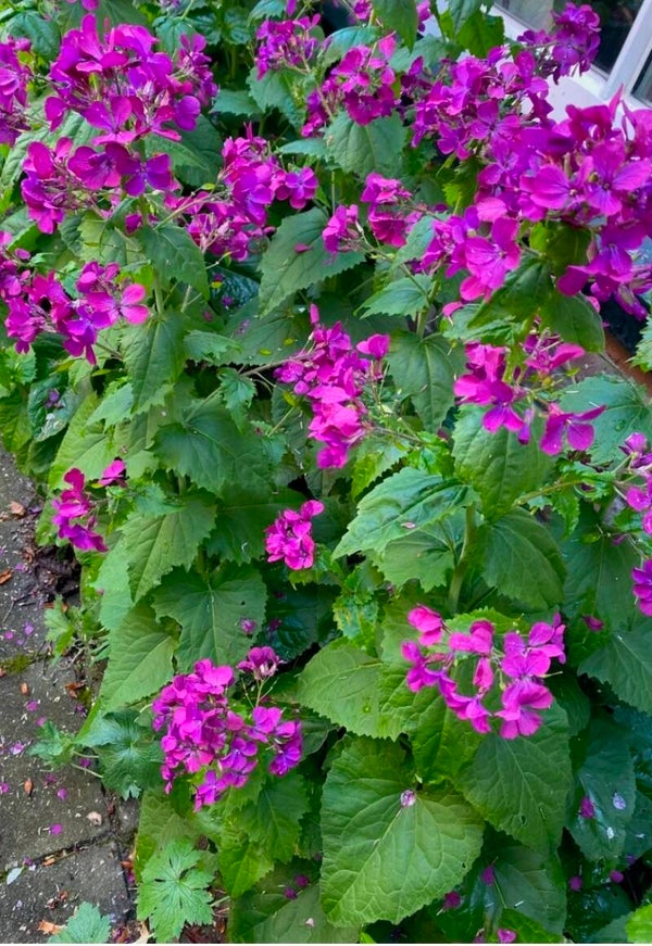 Biologische Wilde Judaspenning Zaden VERWACHT 2026