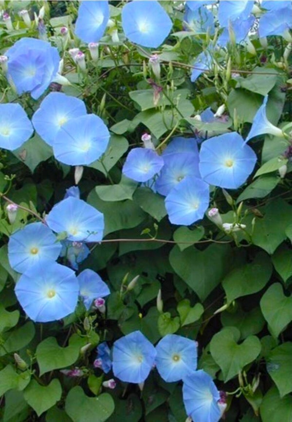 Biologische Klimmende Winde Heavenly Blue Zaden VERWACHT 2026
