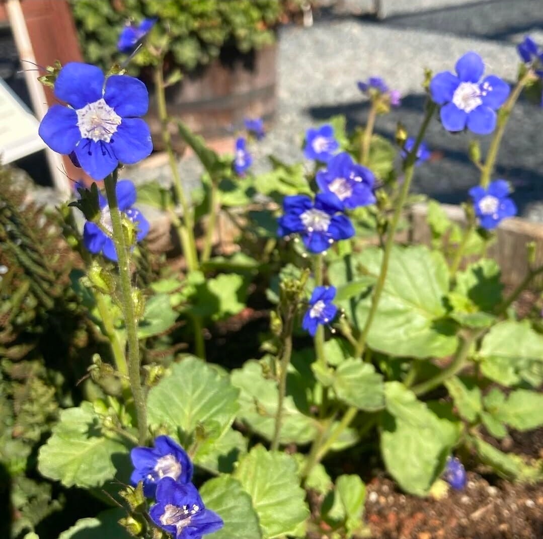 Phacelia Blue Foam