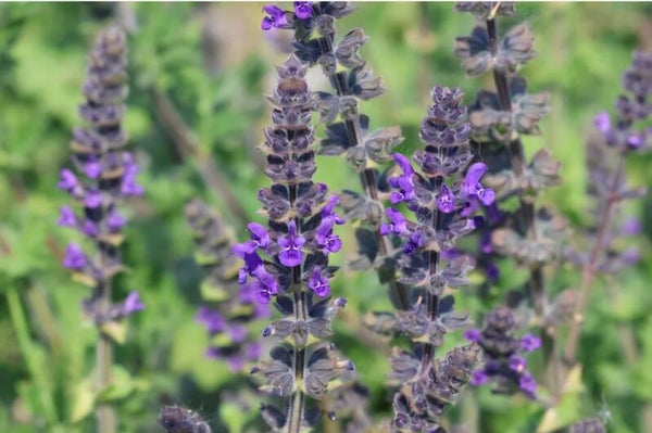 Biologische Wilde Salie Zaden VERWACHT 2026