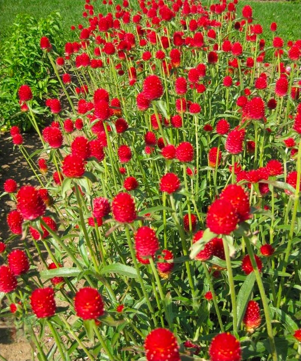 Biologische Amarant Strawberry Fields Zaden VERWACHT 2026