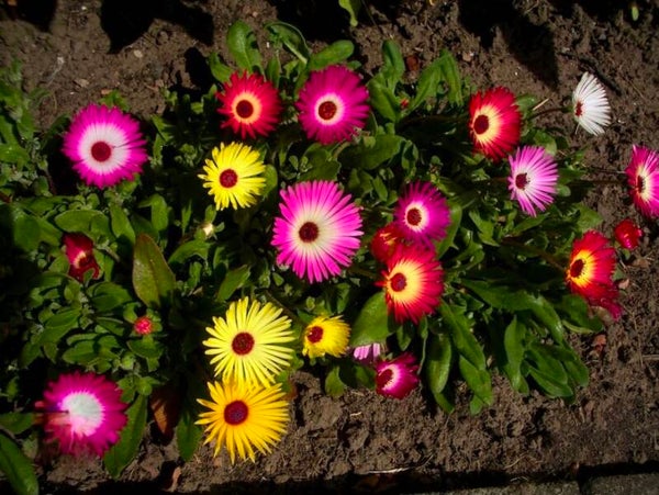 Biologische IJsbloemen Zaden VERWACHT 2026