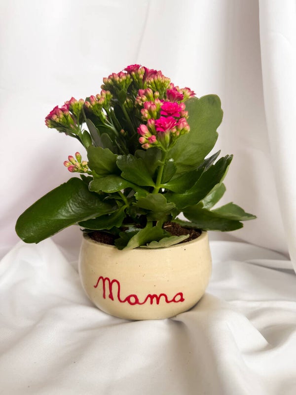 Bloempot mama medium (inclusief plantje)