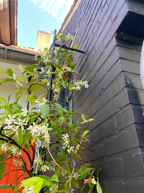 Natan plantengeleider H240cm