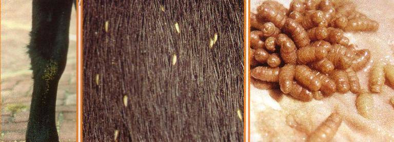 Hier ziet u een paardenbeen besmet met horzel eitjes, daarnaast ziet u de larve van de horzel