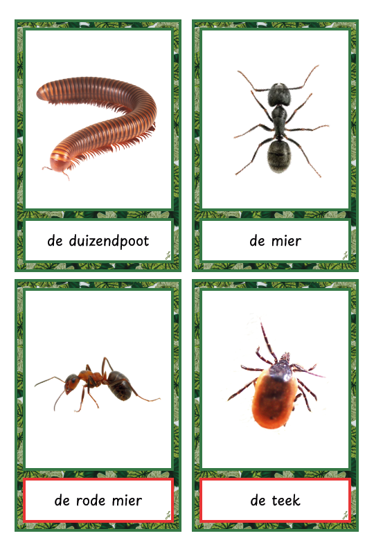 Border Insecten Woordkaarten Insecten en beestjes | Juf Smurf