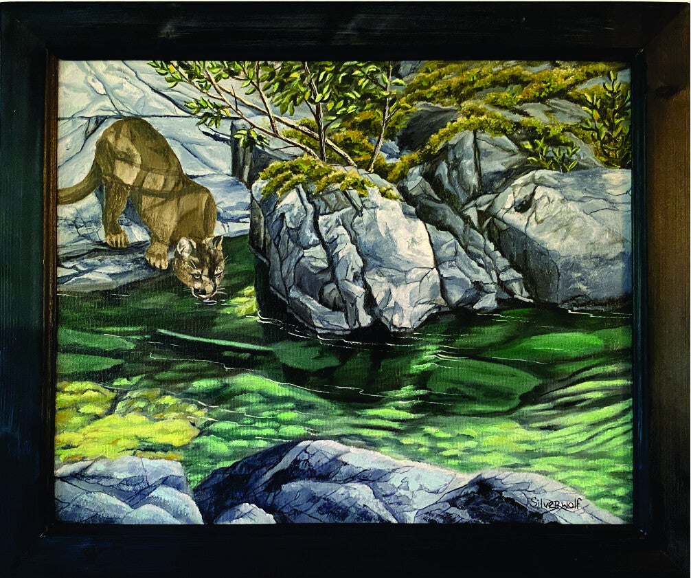 Cougar at Teddy Bear Creek