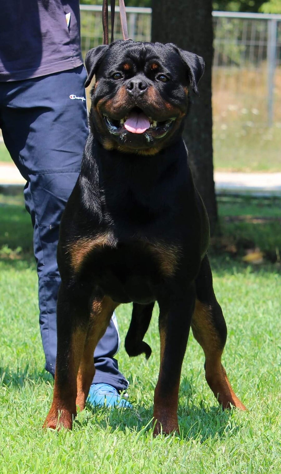 Brutus of Royal Musketeers / ΑΡΣΕΝΙΚΑ - Males | ROTTWEILER-GREECE. NET