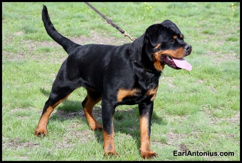 HISTORY OF FEMALES | ROTTWEILER-GREECE. NET