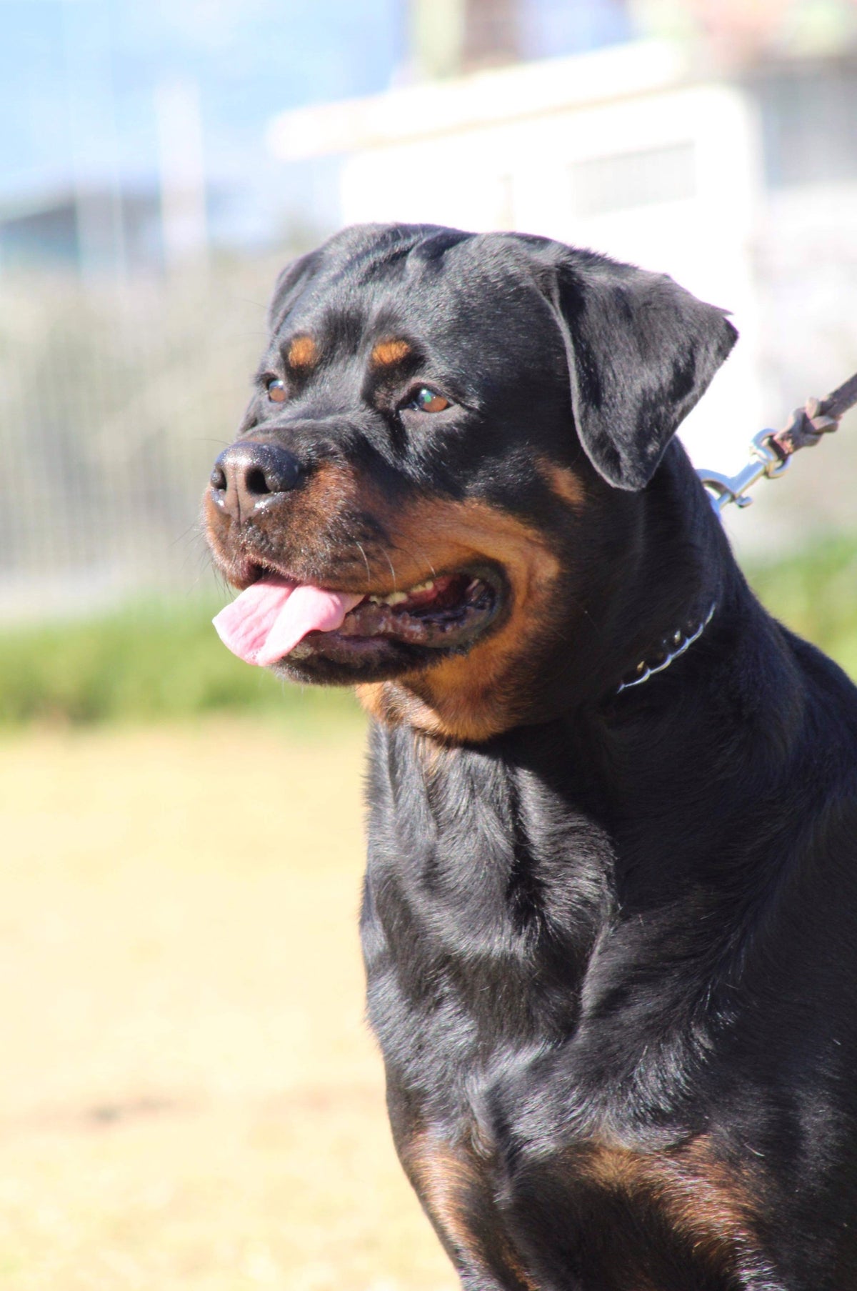 Ariadne vom Entferntland / ΘΗΛΥΚΑ - Females | ROTTWEILER-GREECE. NET