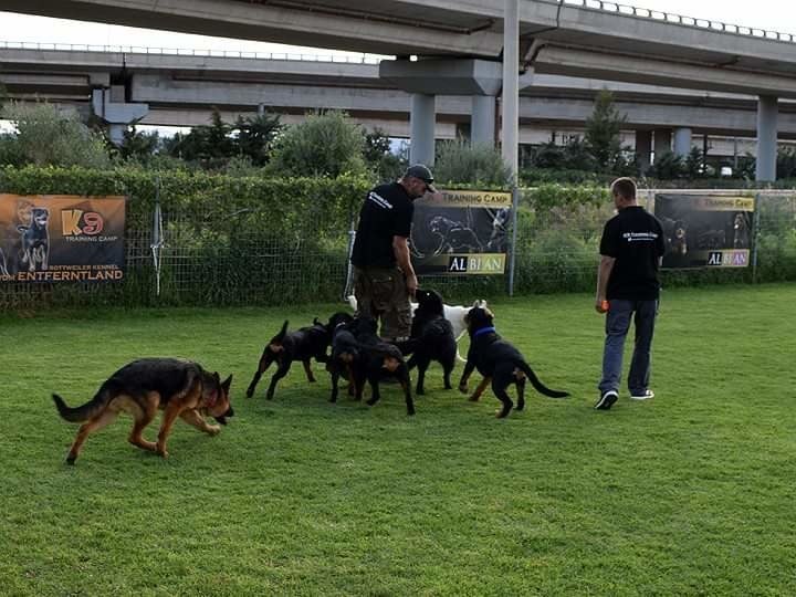 ΔΙΑΘΕΣΙΜΑ - AVAILABLE | ROTTWEILER-GREECE. NET