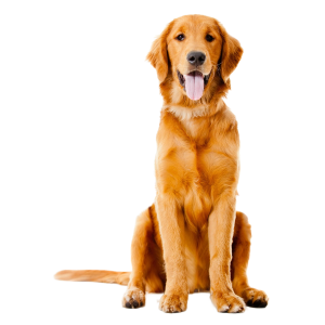 The source for all things dog-related in Southeastern Mississippi.