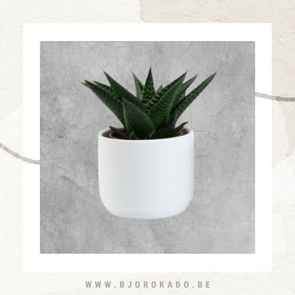 Wit keramieken bloempotje