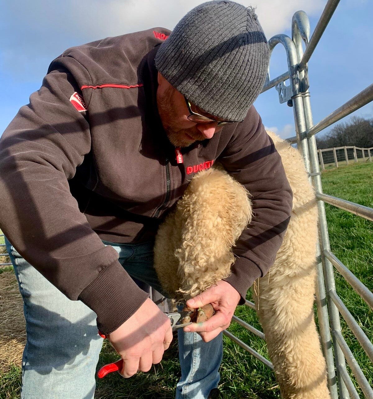 Formation expert en élevage d'alpaga. Toutes les techniques et compétences nécessaires pour une gestion optimale du troupeau dans le respect strict du bien être animal