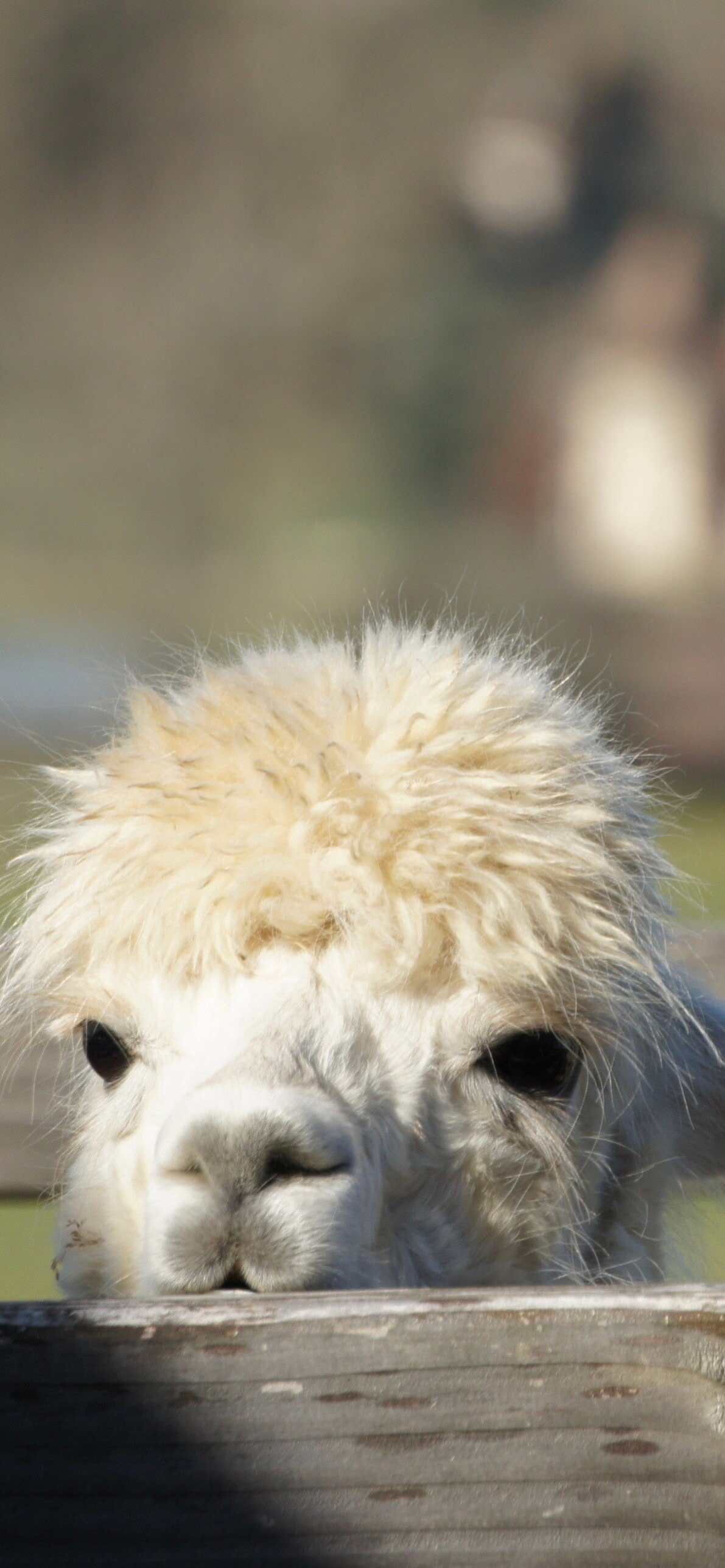 ANIM-Alpaga est l'association représentative de la filière alpaga en France