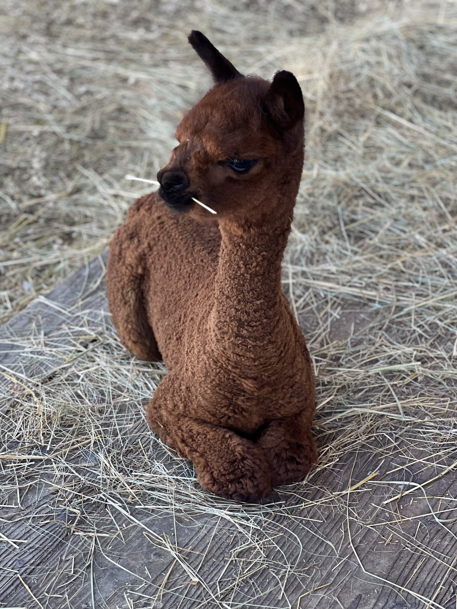 ANIM-Alpaga est l'association représentative de la filière alpaga en France