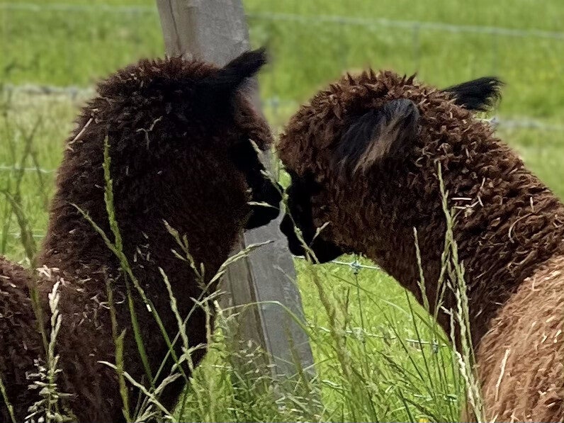 Formation d'initiation à la détention et à l'élevage d'alpaga. Connaître mes besoins fondamentaux pour assurer le bien être animal