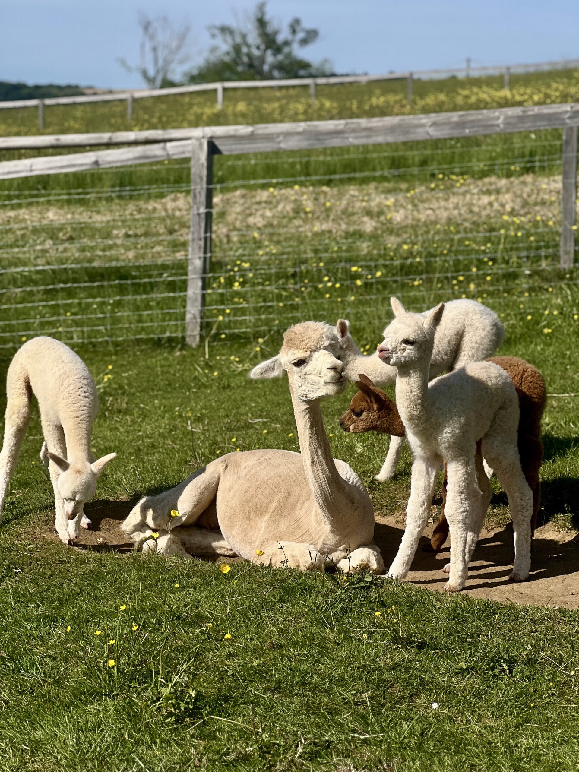 élevage d'alpaga, petits alpaga, formation sur l'élevage, bien être animal