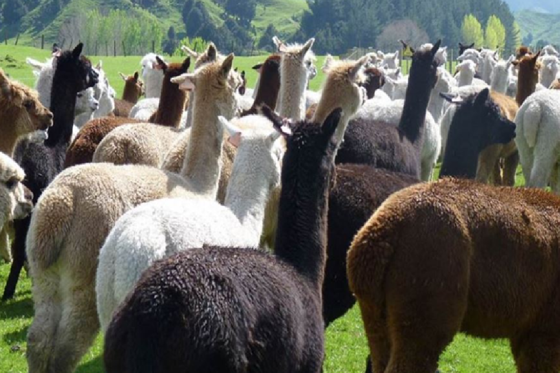 Formation expert en sélection génétique des alpagas. Les standards modèles et allure ainsi que la génétique des couleurs