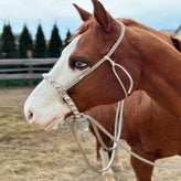 Loping Hackamore mit Hanger