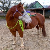 Loping Hackamore mit Hanger und Mecate