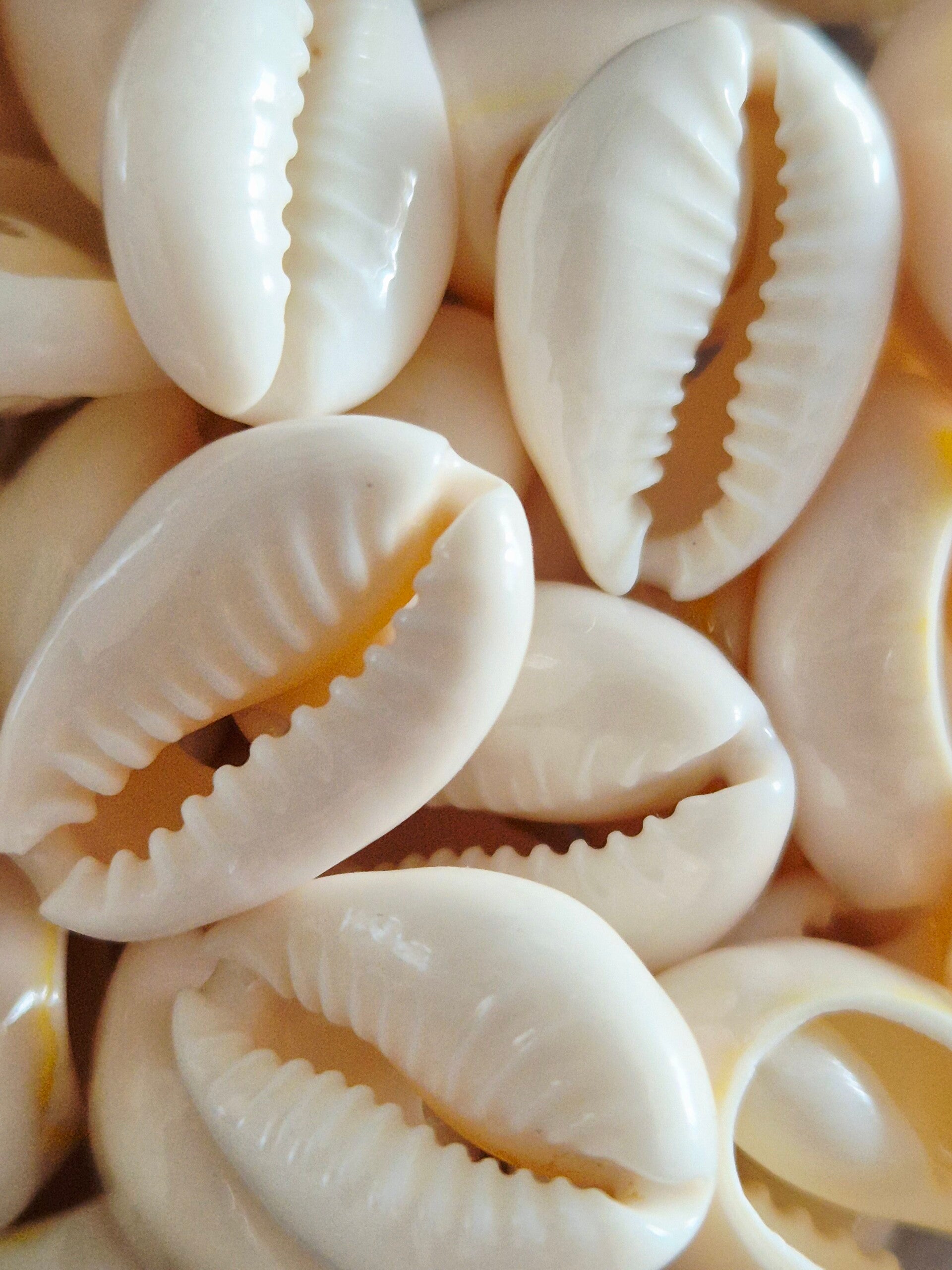 Schelpjes kralen -10 stuks