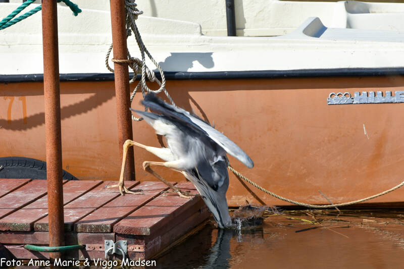 dsc_1187-standard.jpg