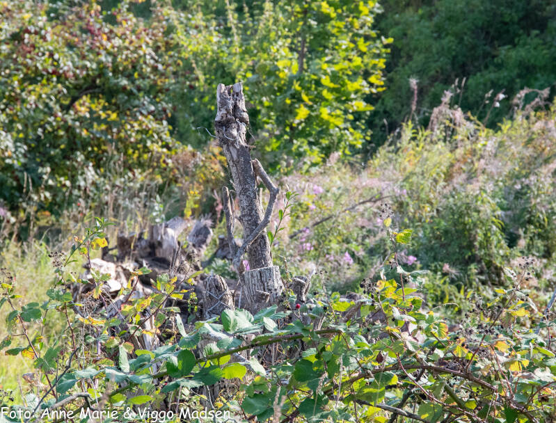 dsc_1234-standard.jpg
