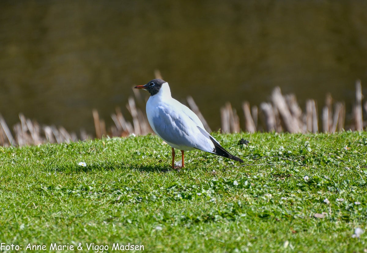 h-ttem-ge-fugle-oversigt-vore-fuglebilleder-naturen-ganske-gratis
