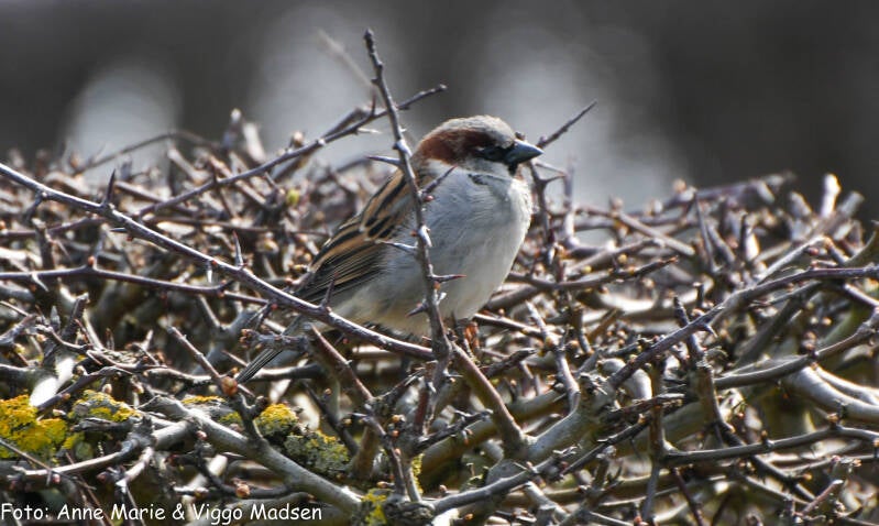 dsc_1820-standard.jpg