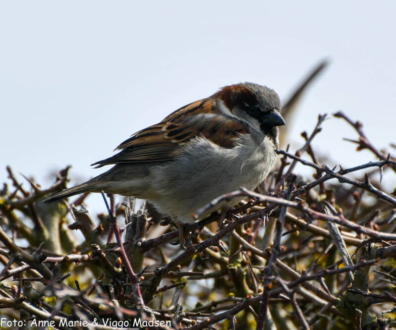 dsc_1825-standard.jpg